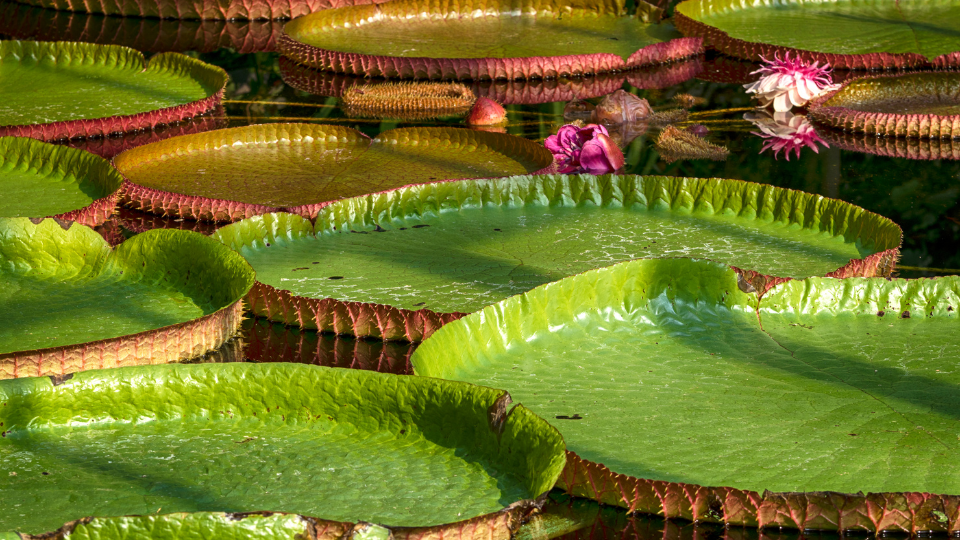 UFPA e University of Birmingham assinam acordo de cooperação e promovem sessão informativa sobre Connect Amazônia 2026